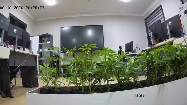 seedling_2026-06-16_20-28-43.jpg