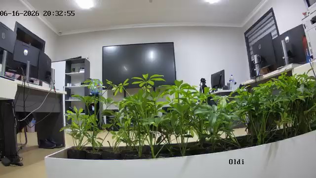 seedling_2026-06-16_20-33-43.jpg