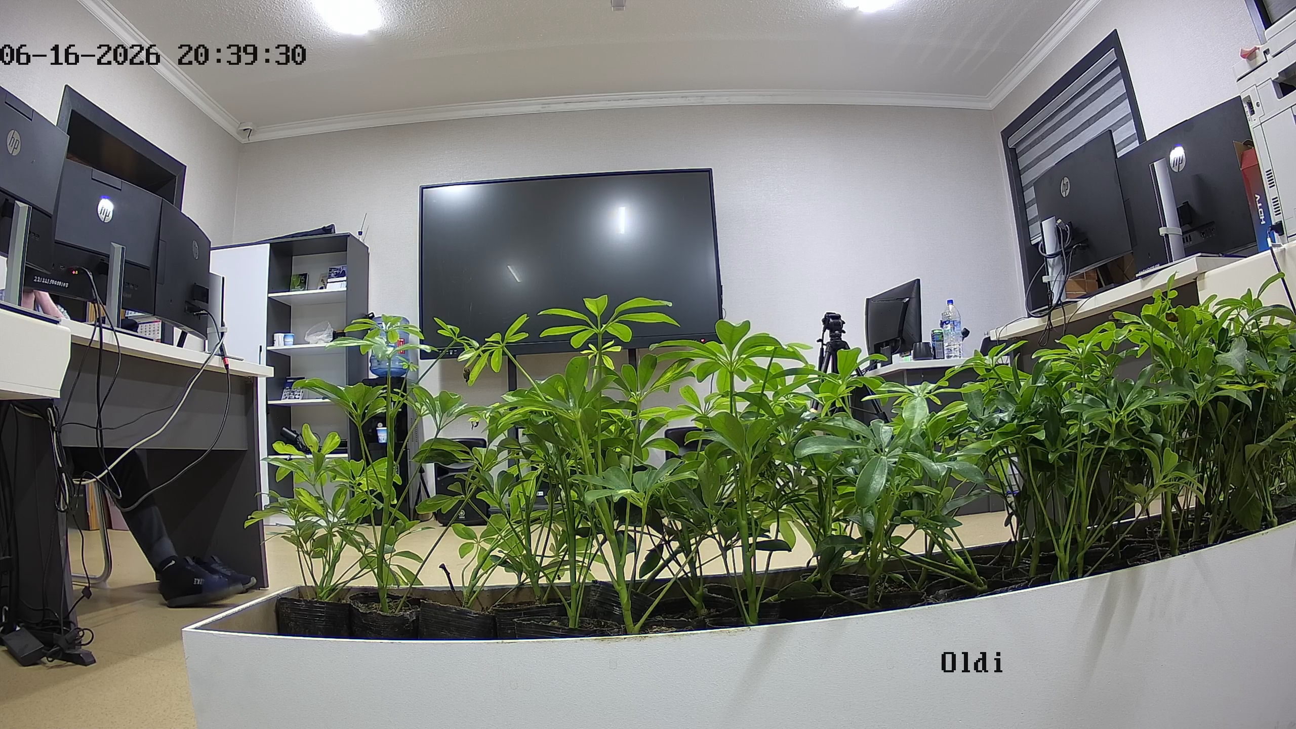 seedling_2026-06-16_20-39-56.jpg