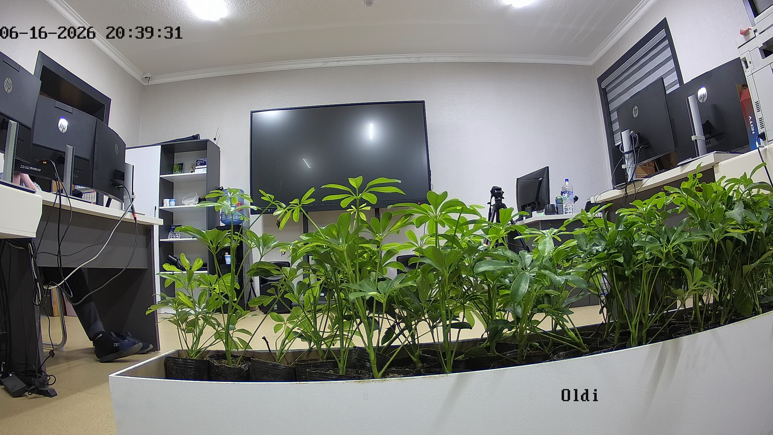 seedling_2026-06-16_20-40-27.jpg