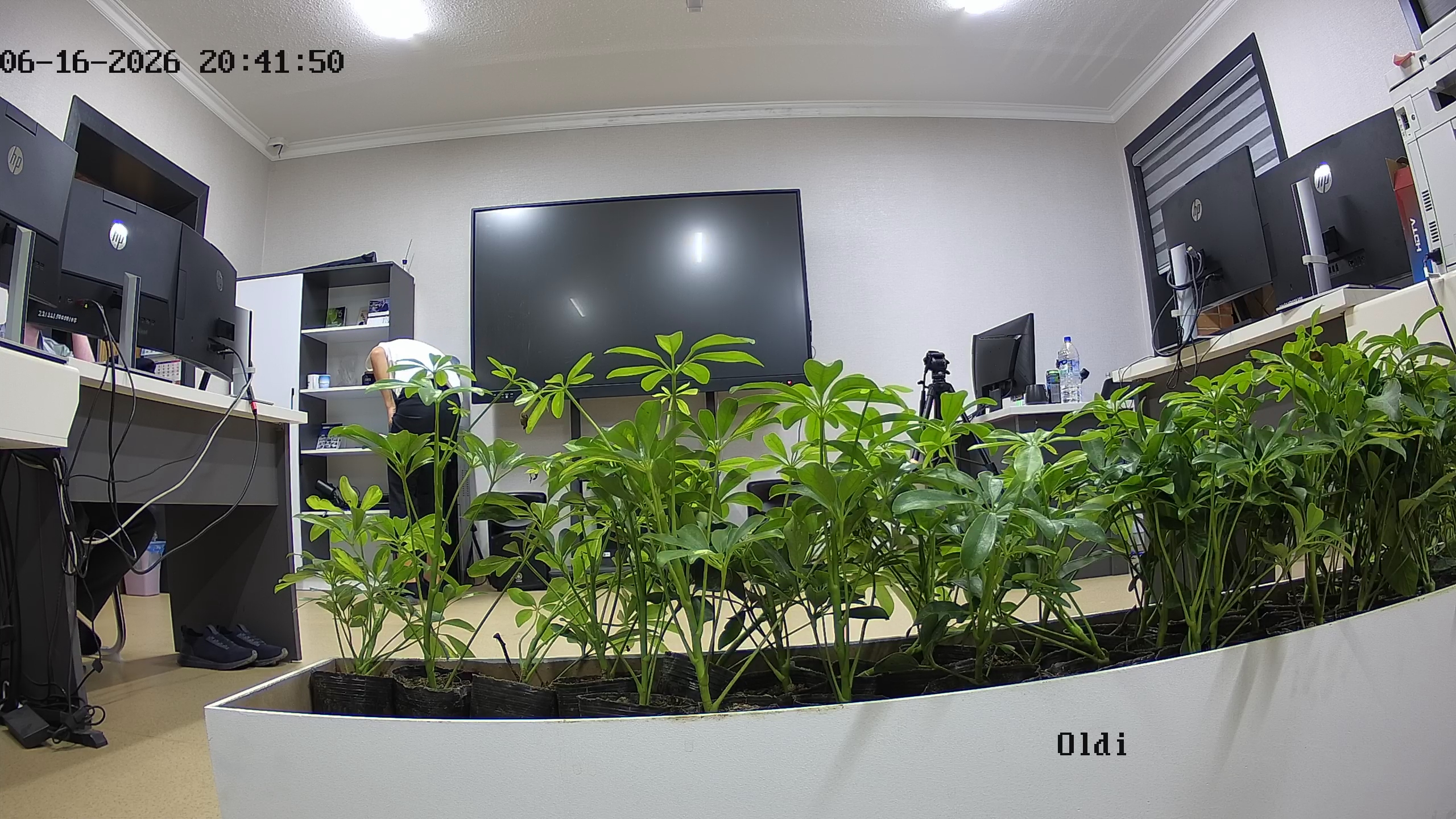 seedling_2026-06-16_20-42-19.jpg