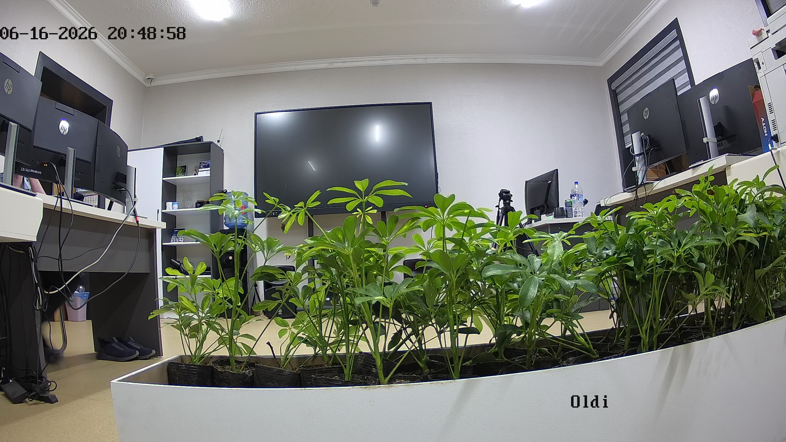 seedling_2026-06-16_20-49-46.jpg