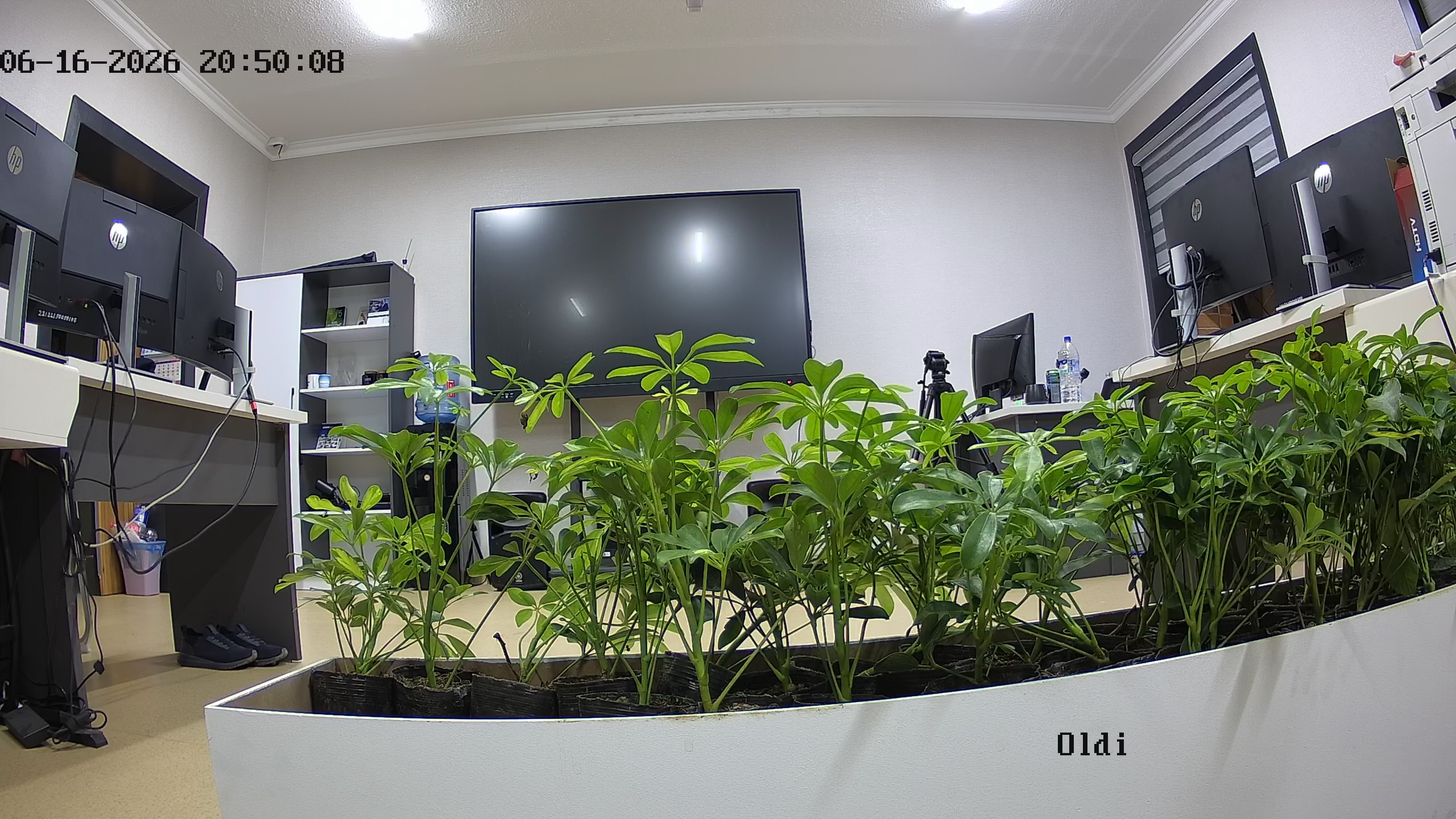 seedling_2026-06-16_20-50-47.jpg