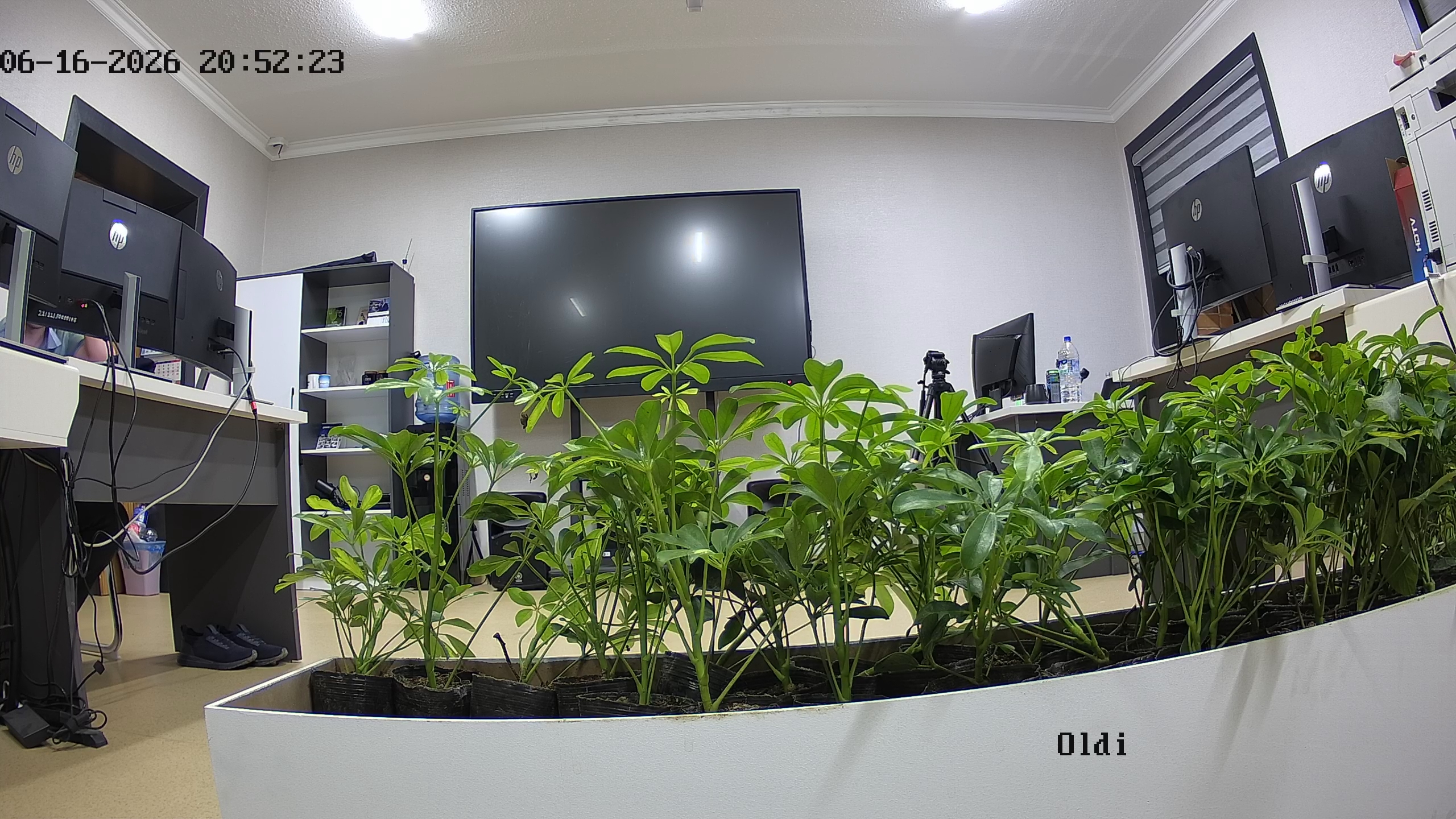 seedling_2026-06-16_20-53-16.jpg
