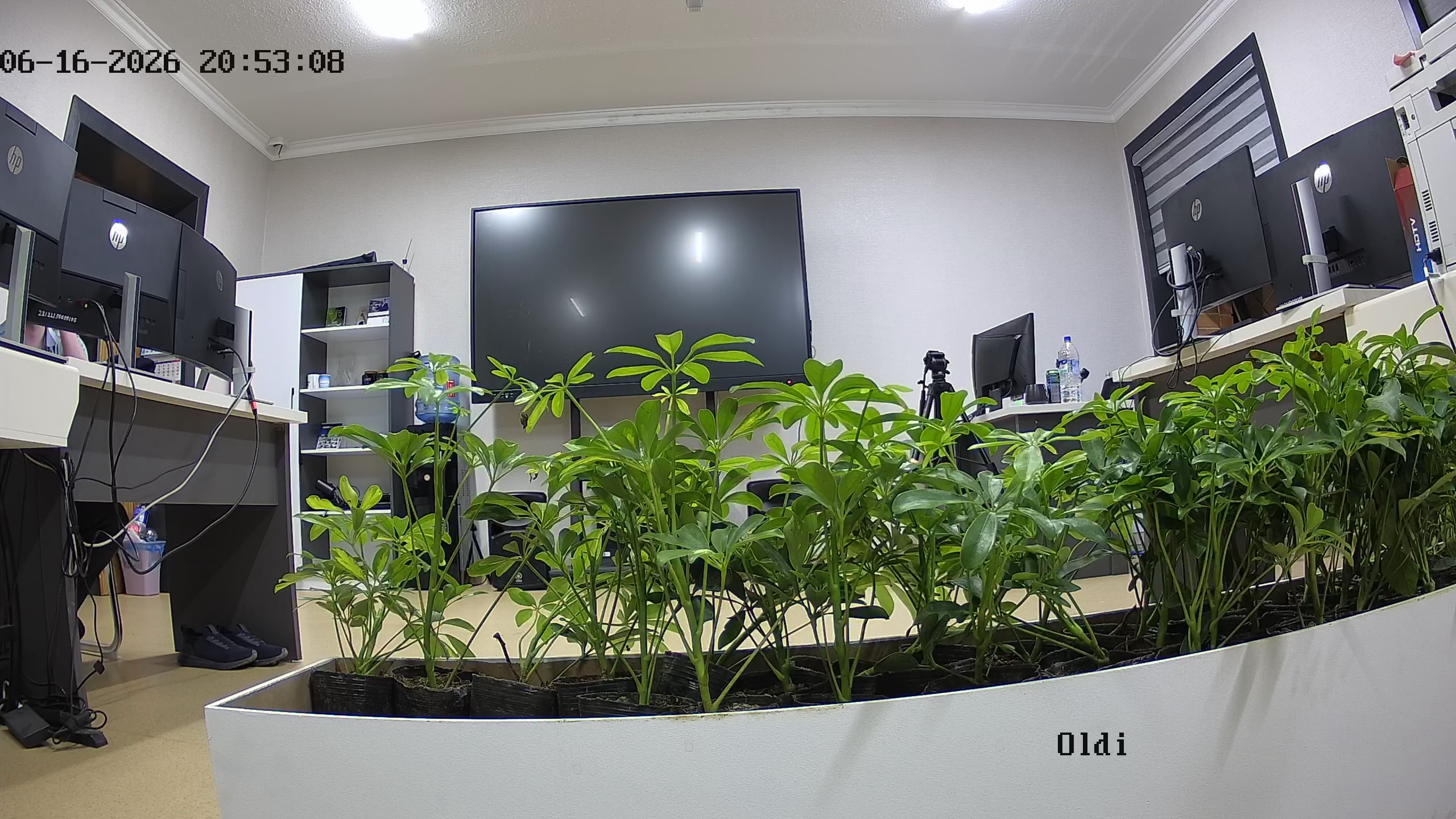 seedling_2026-06-16_20-54-07.jpg