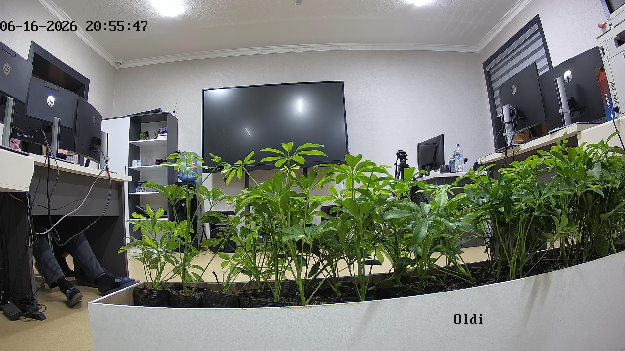seedling_2026-06-16_20-55-56.jpg