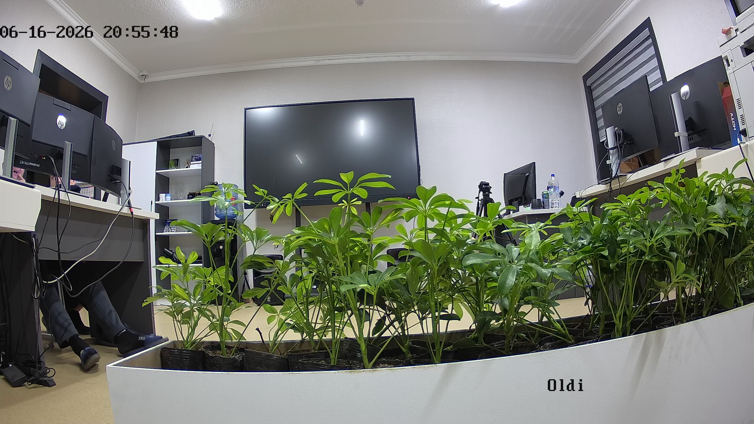 seedling_2026-06-16_20-56-07.jpg