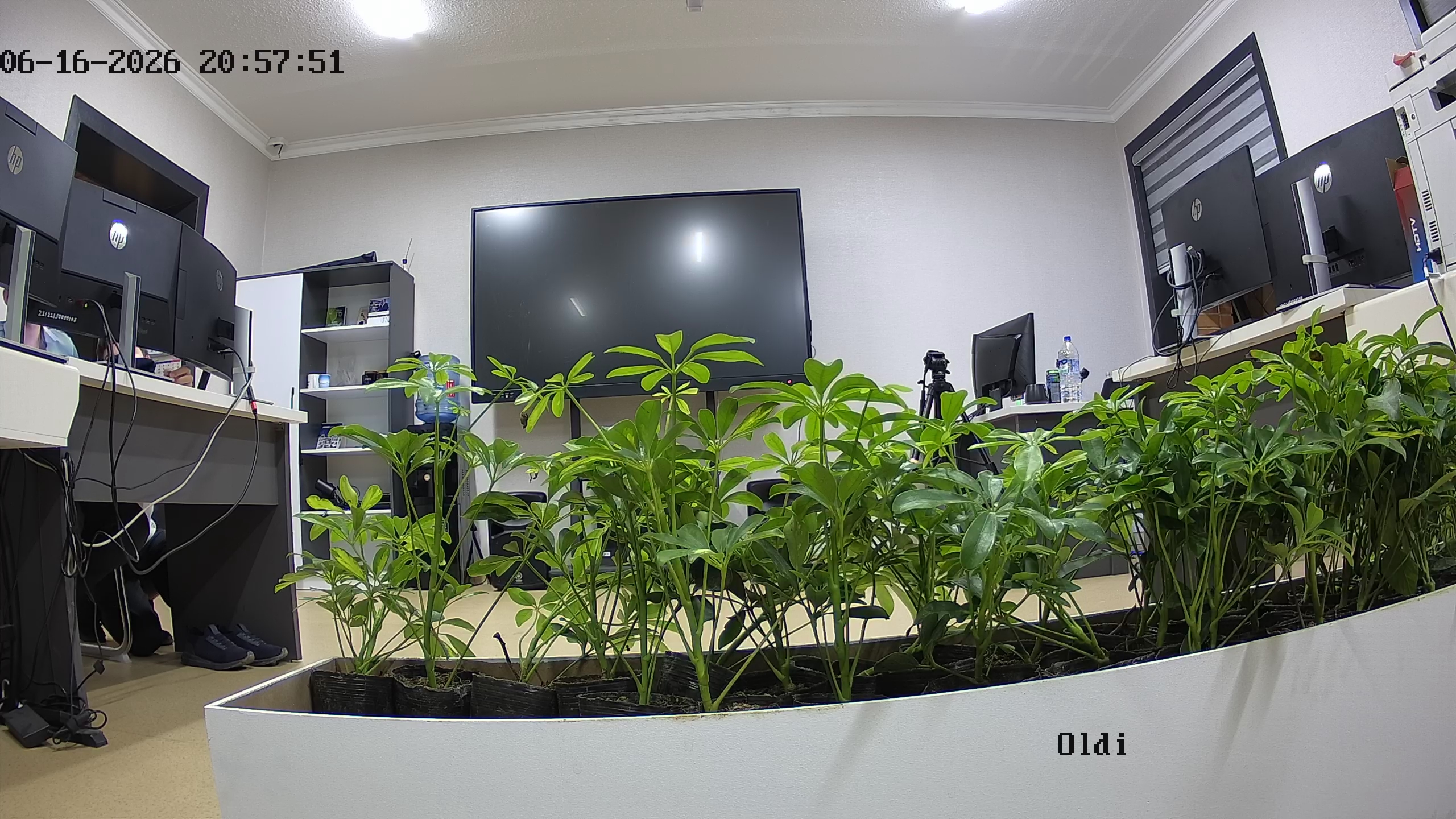 seedling_2026-06-16_20-58-10.jpg