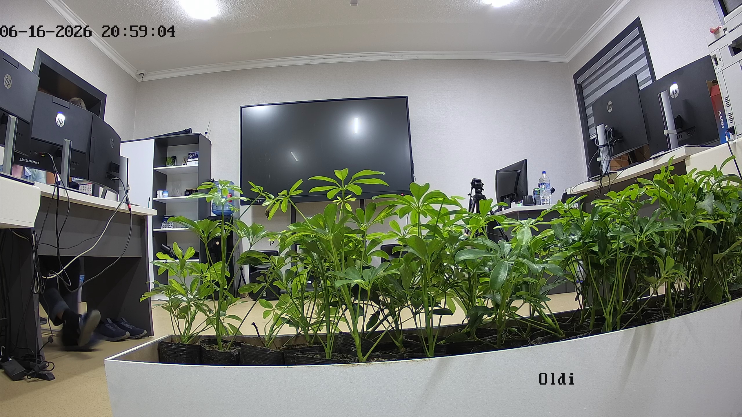 seedling_2026-06-16_21-00-02.jpg