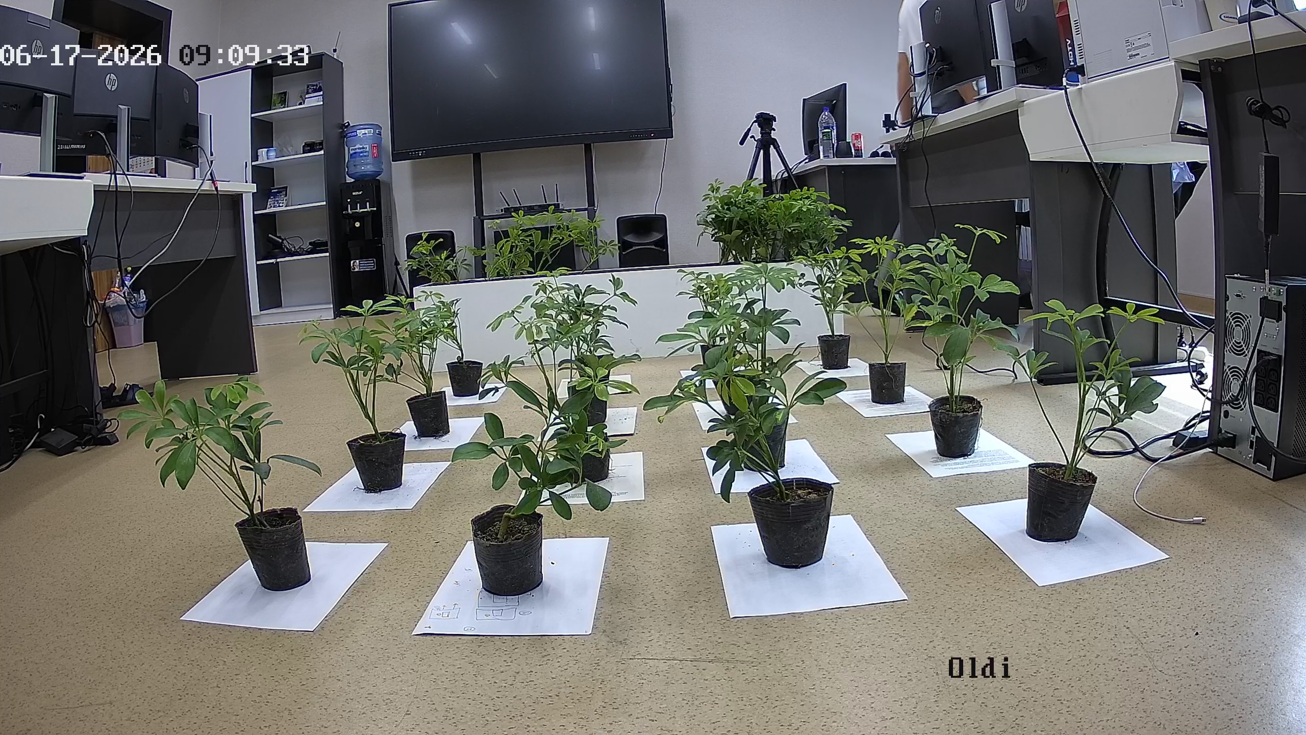seedling_2026-06-17_09-10-27.jpg