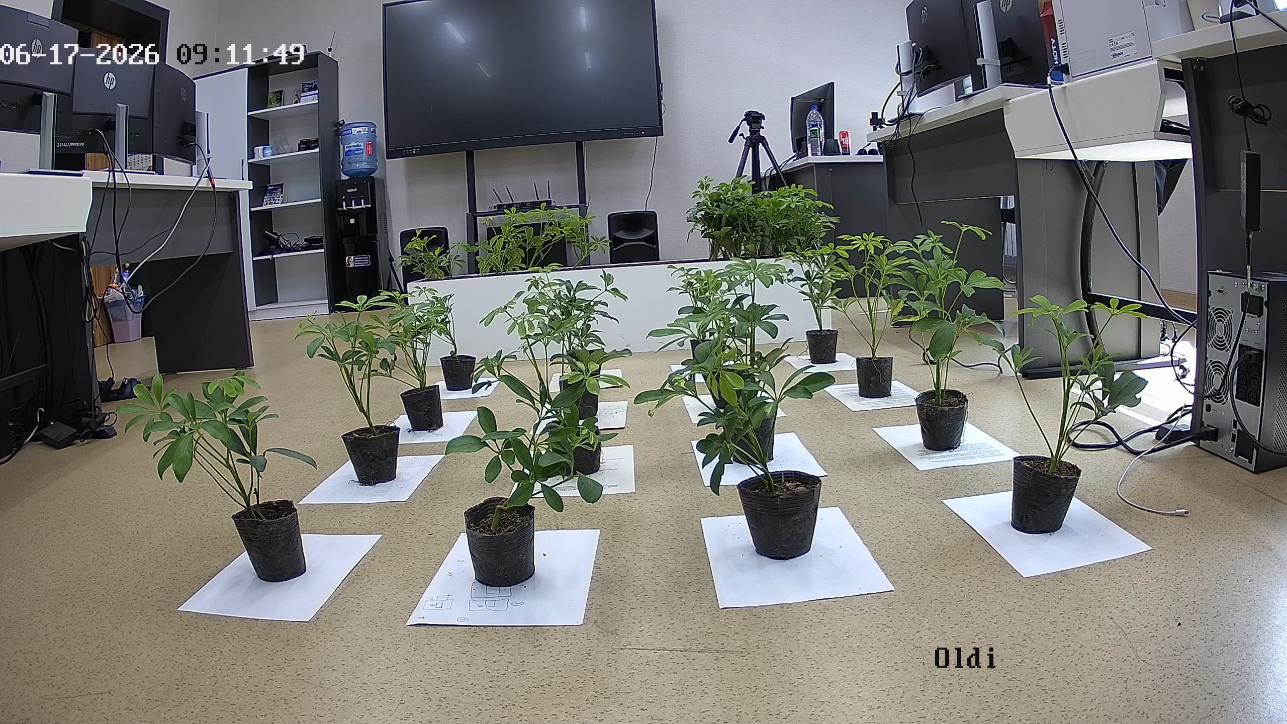 seedling_2026-06-17_09-12-00.jpg