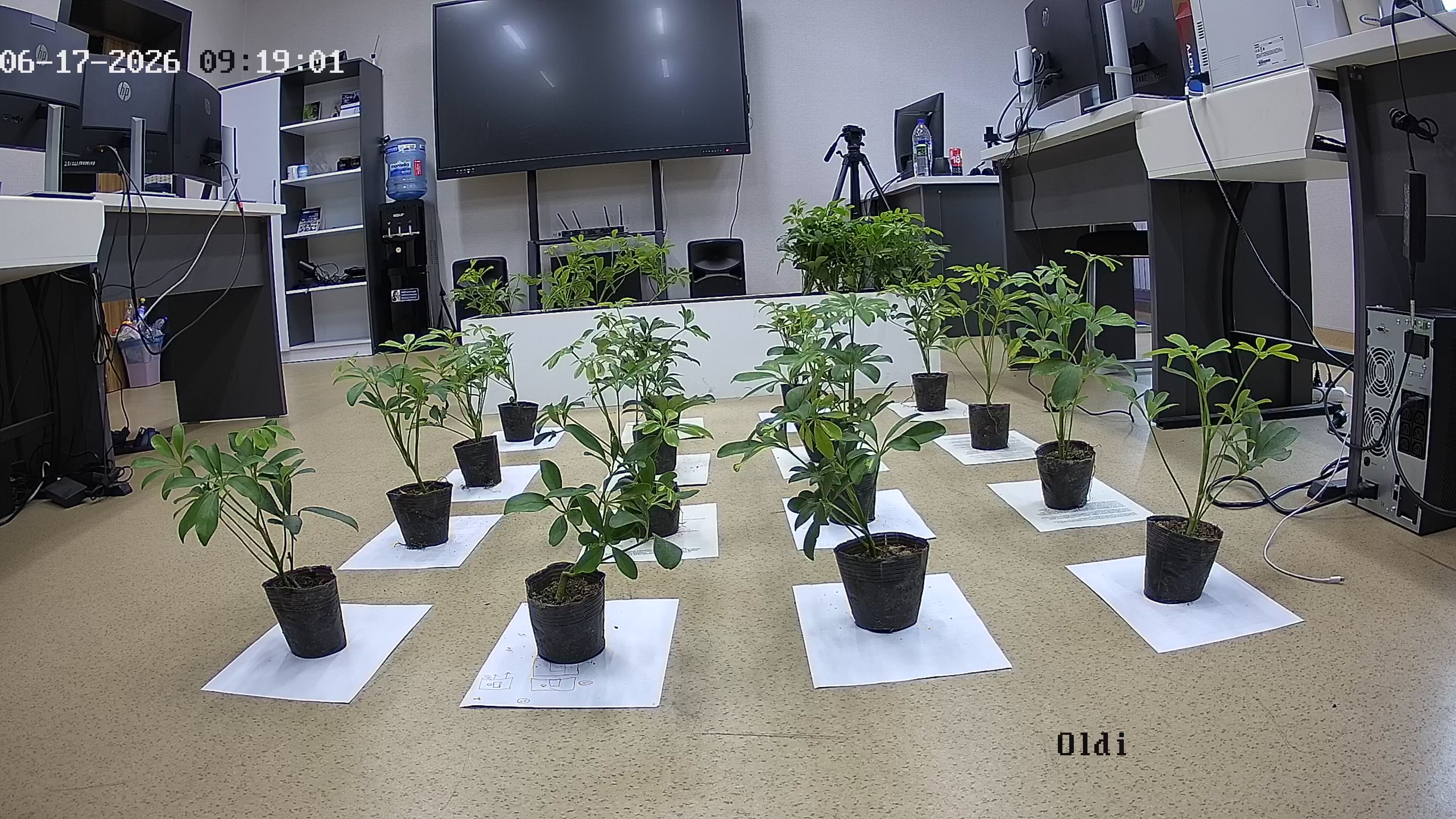seedling_2026-06-17_09-19-31.jpg