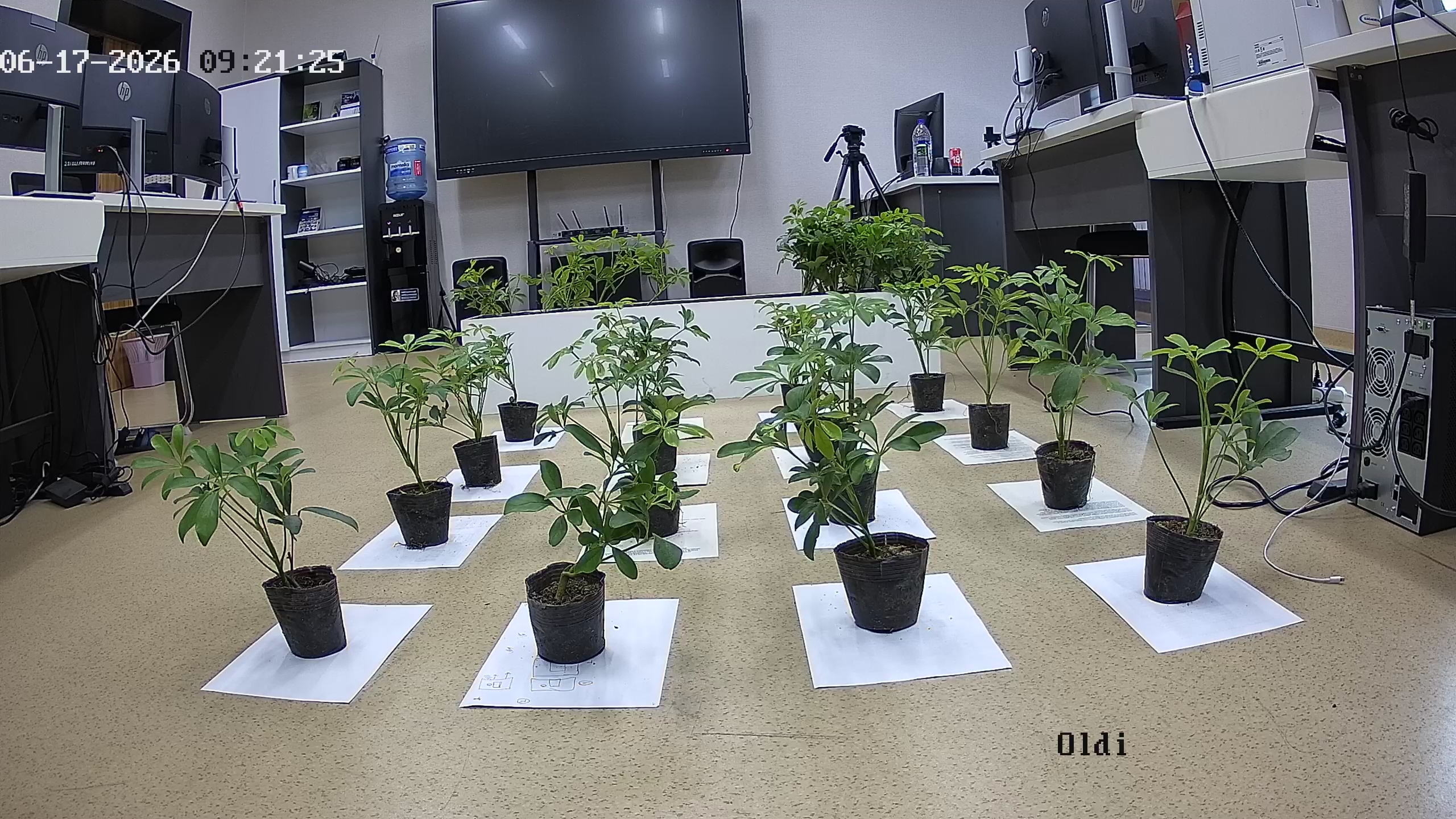 seedling_2026-06-17_09-21-46.jpg