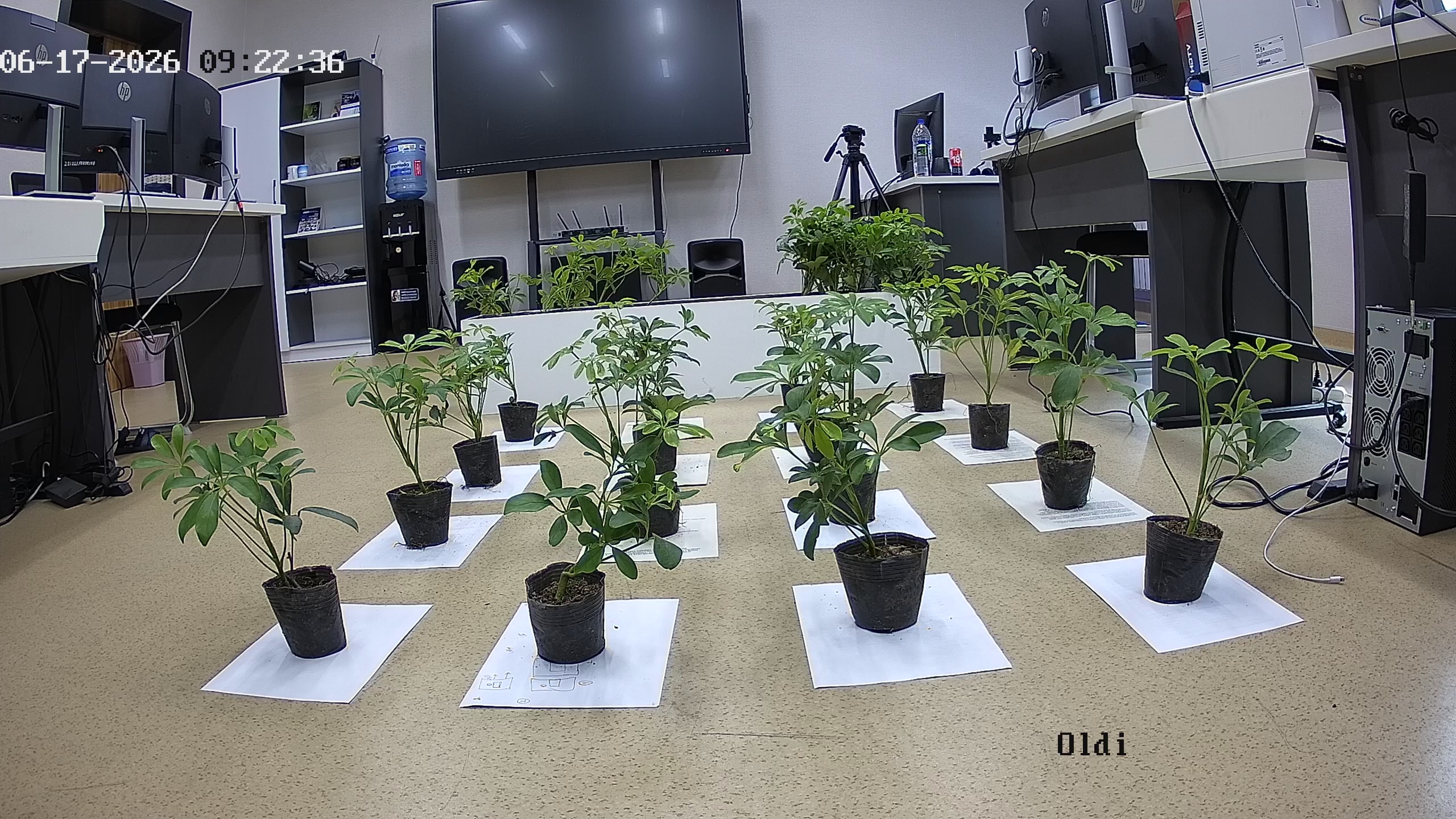 seedling_2026-06-17_09-22-46.jpg