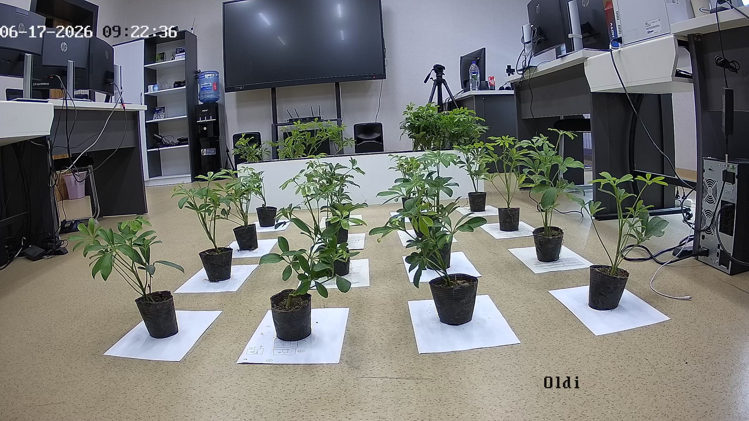 seedling_2026-06-17_09-22-56.jpg