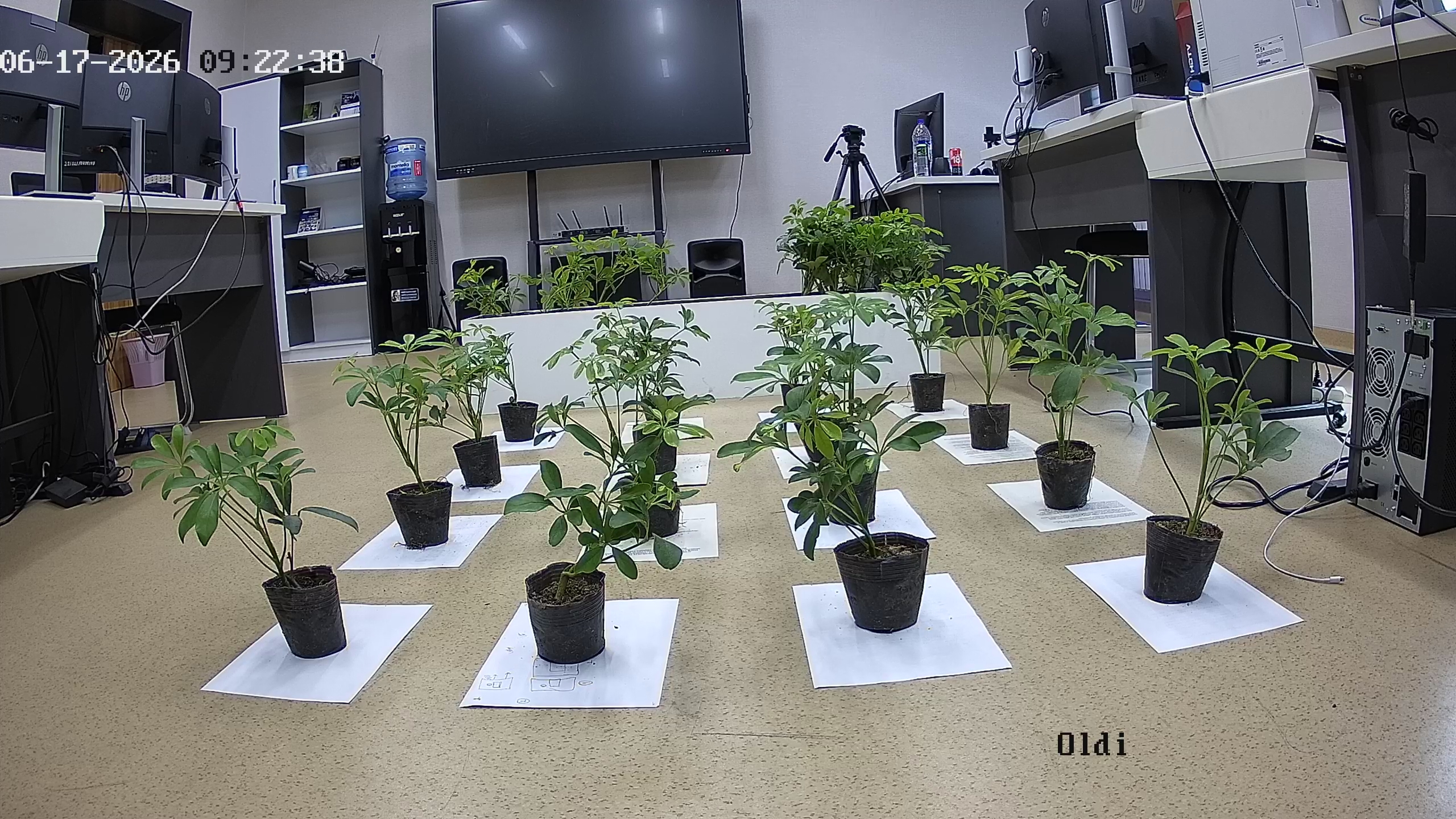 seedling_2026-06-17_09-23-37.jpg