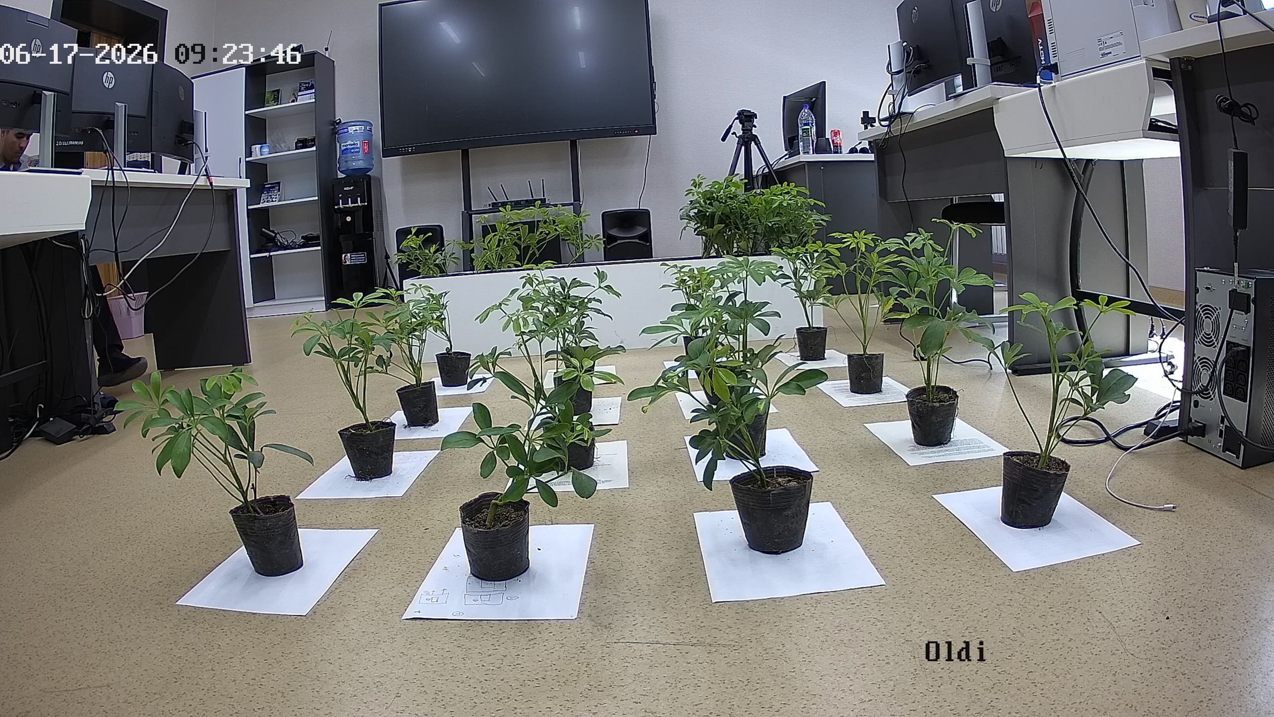seedling_2026-06-17_09-23-58.jpg