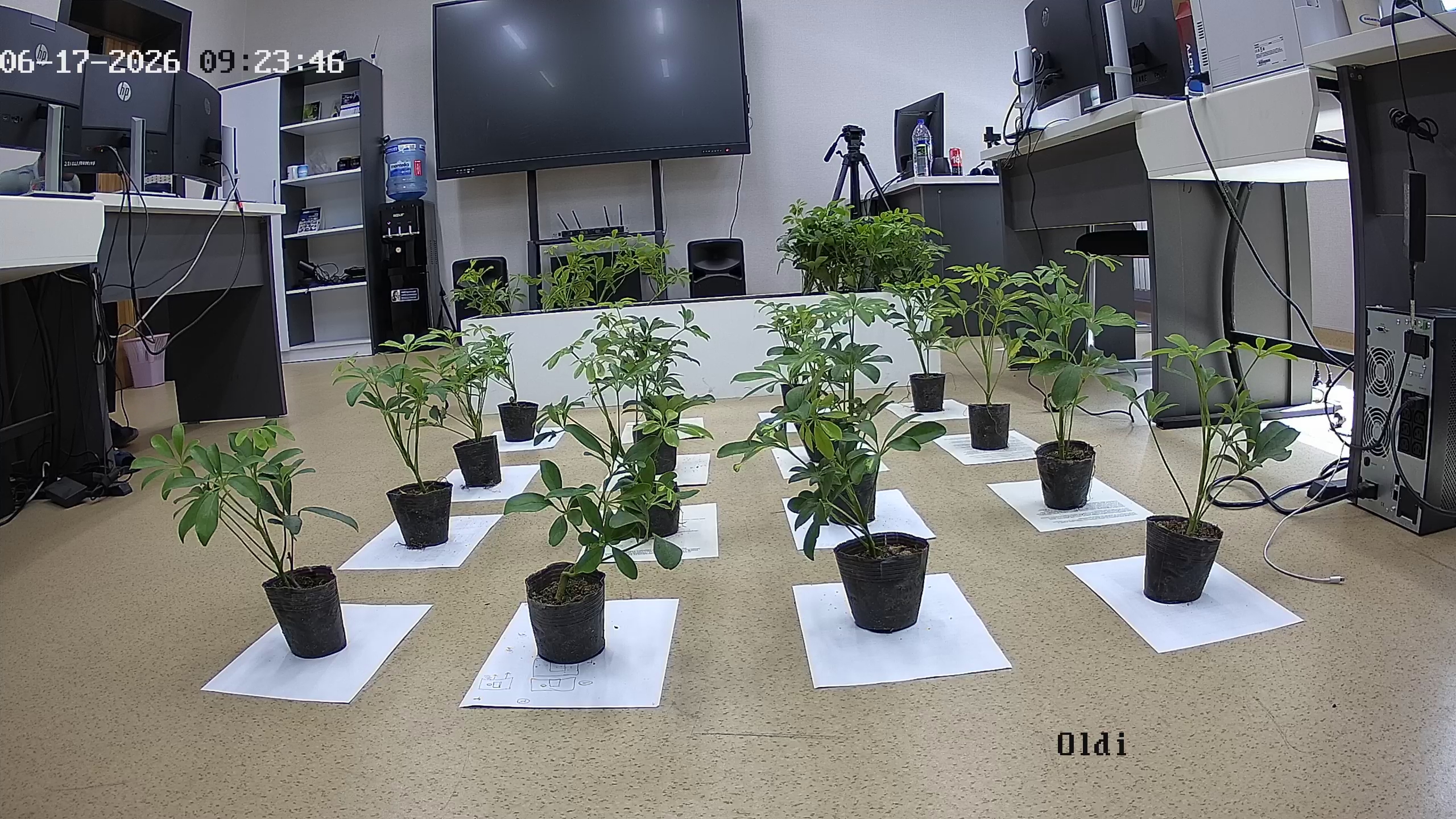 seedling_2026-06-17_09-24-08.jpg