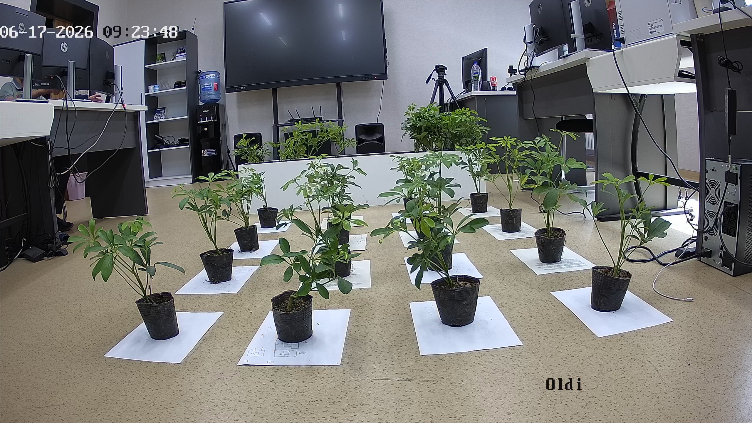 seedling_2026-06-17_09-24-39.jpg