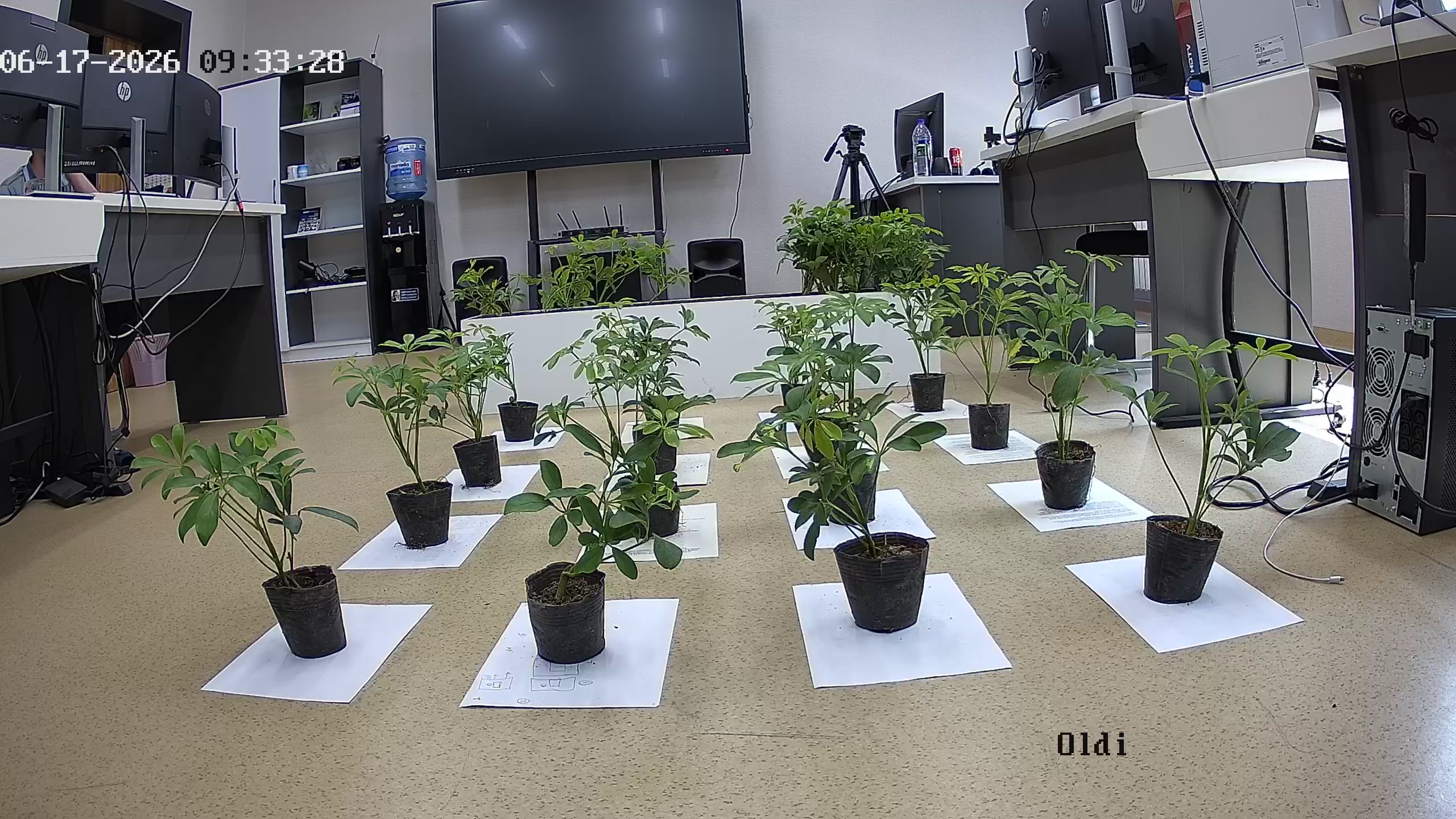 seedling_2026-06-17_09-33-48.jpg
