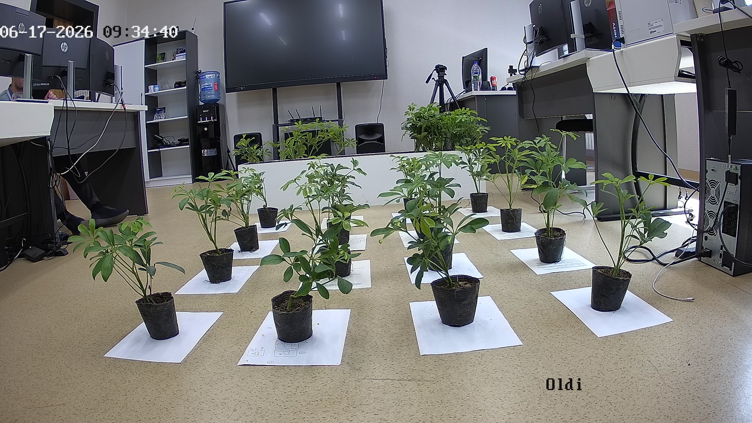 seedling_2026-06-17_09-35-10.jpg