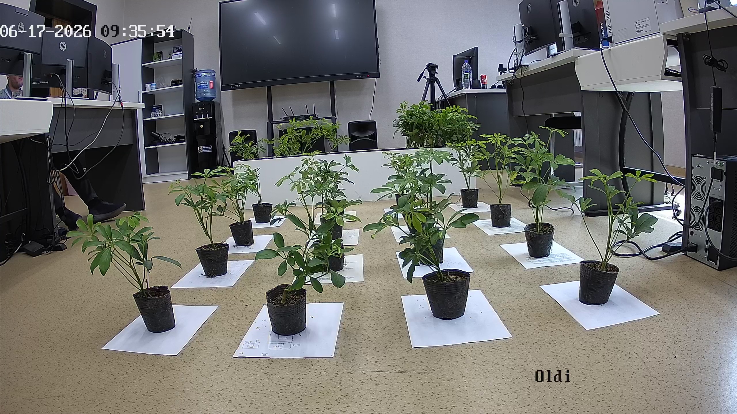 seedling_2026-06-17_09-36-44.jpg