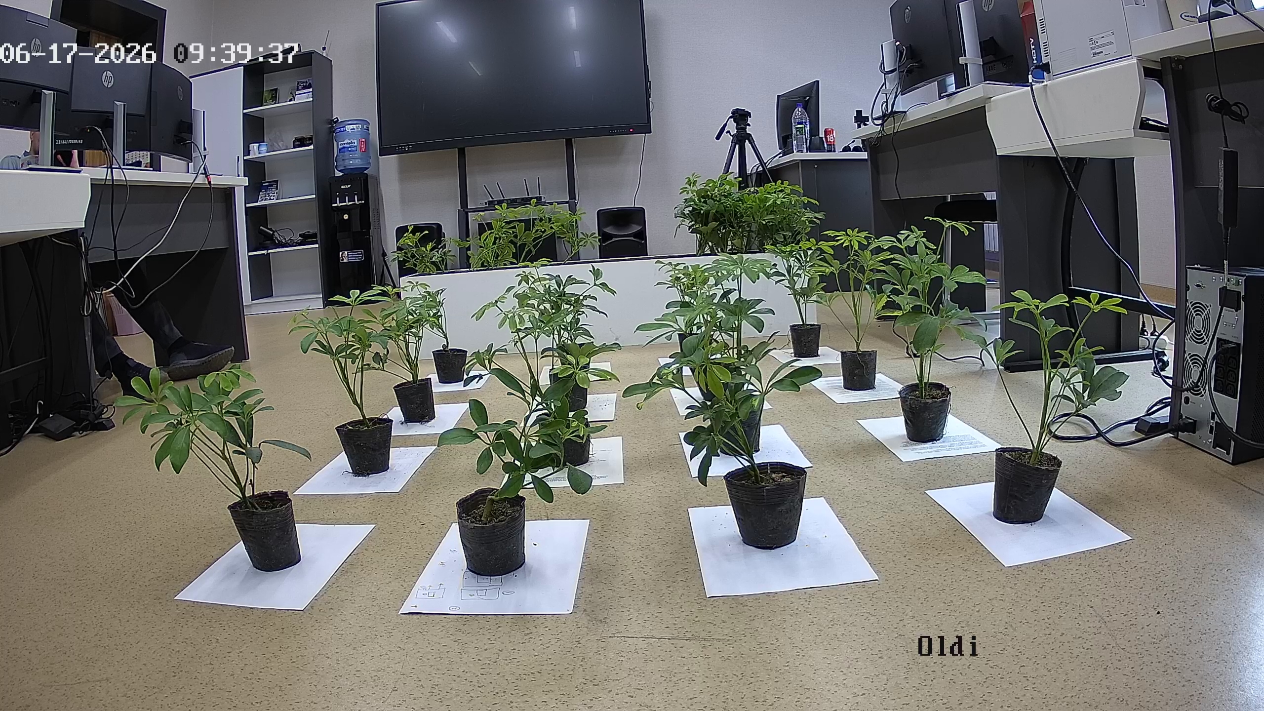 seedling_2026-06-17_09-40-26.jpg