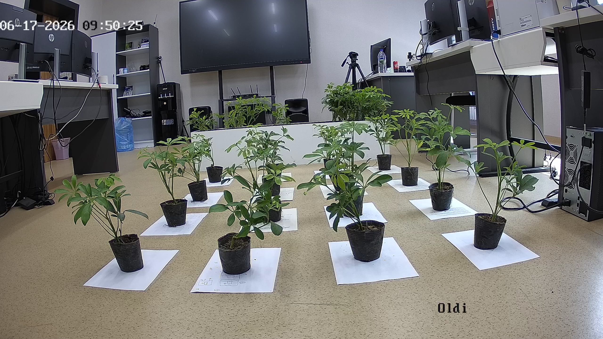 seedling_2026-06-17_09-51-16.jpg