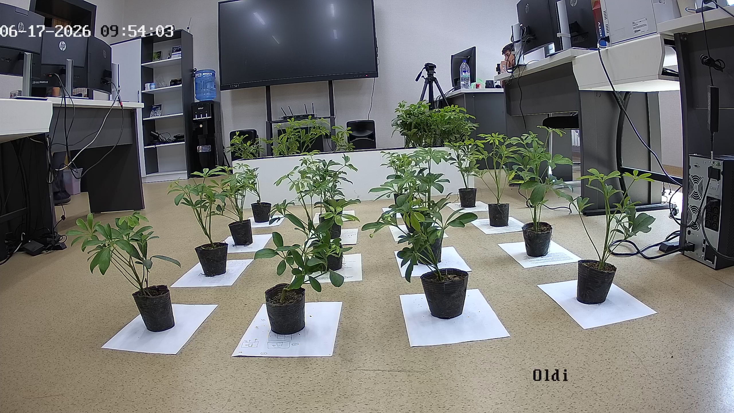 seedling_2026-06-17_09-54-23.jpg