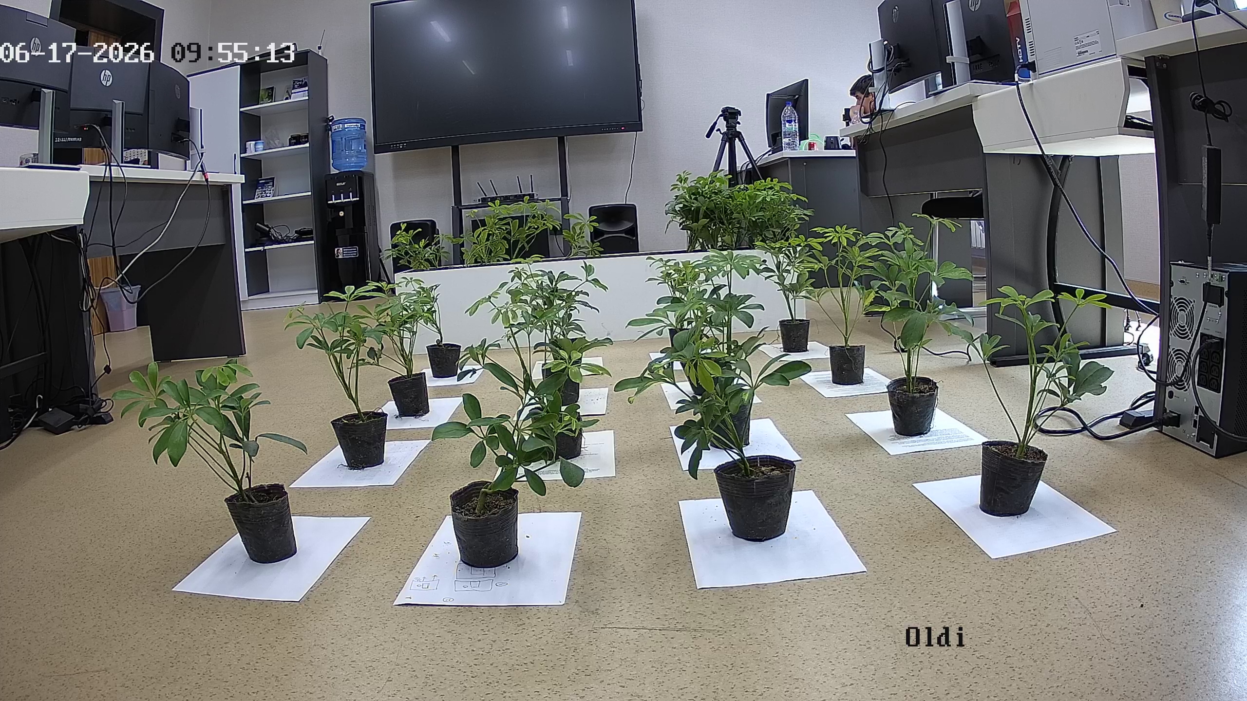 seedling_2026-06-17_09-55-44.jpg