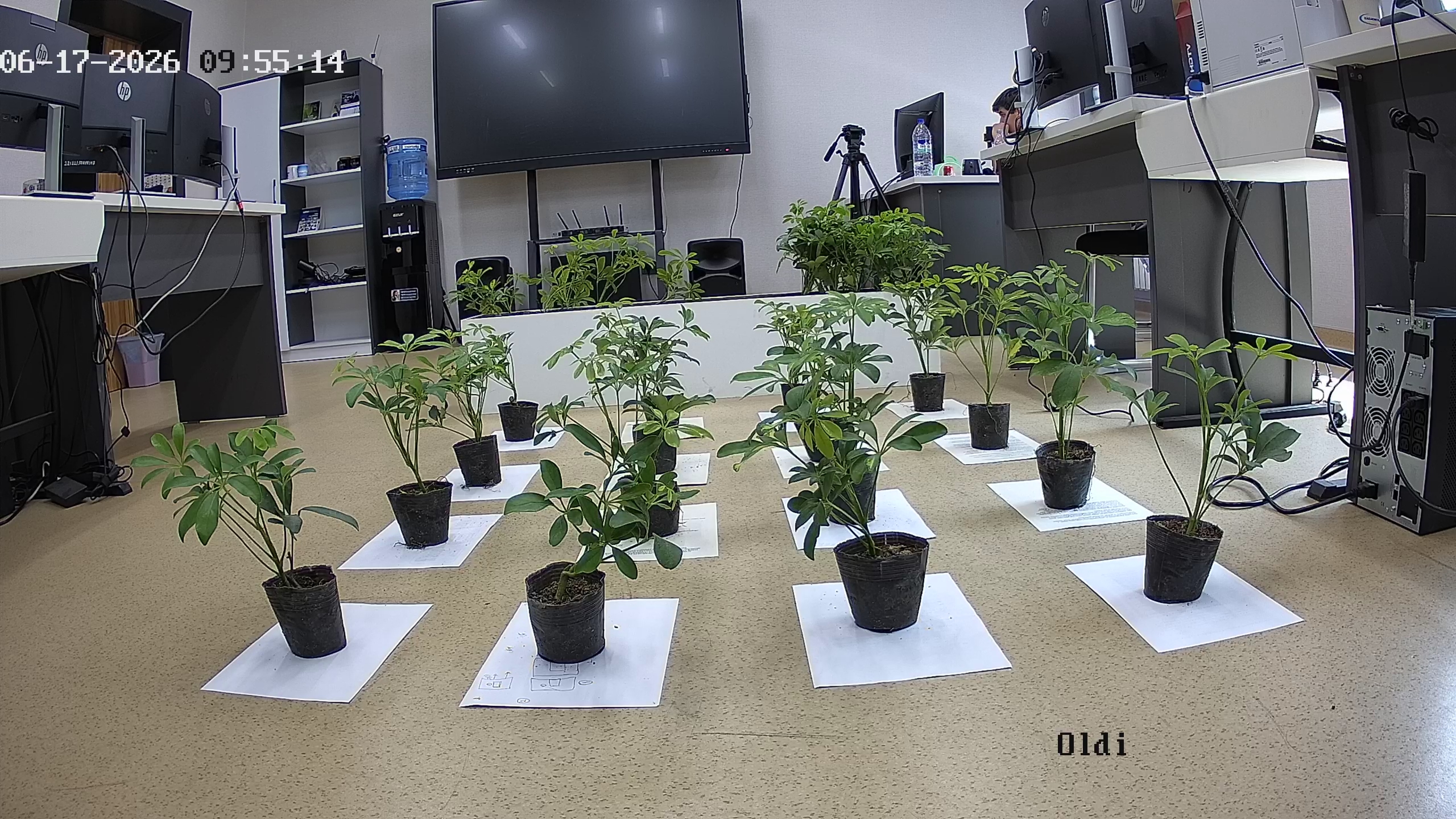 seedling_2026-06-17_09-55-54.jpg