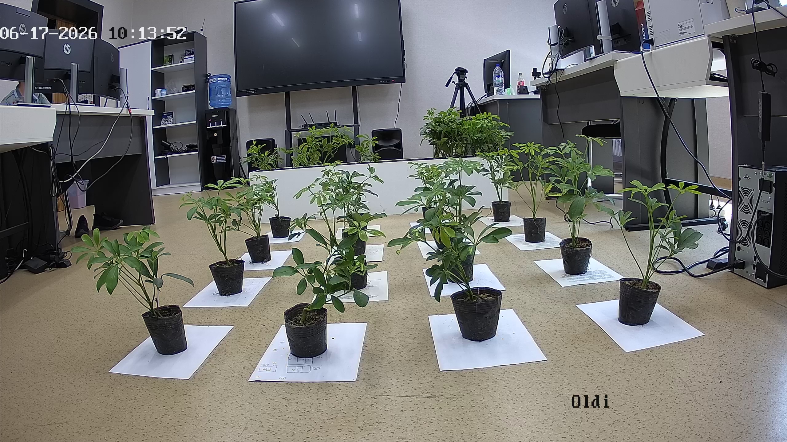 seedling_2026-06-17_10-14-04.jpg