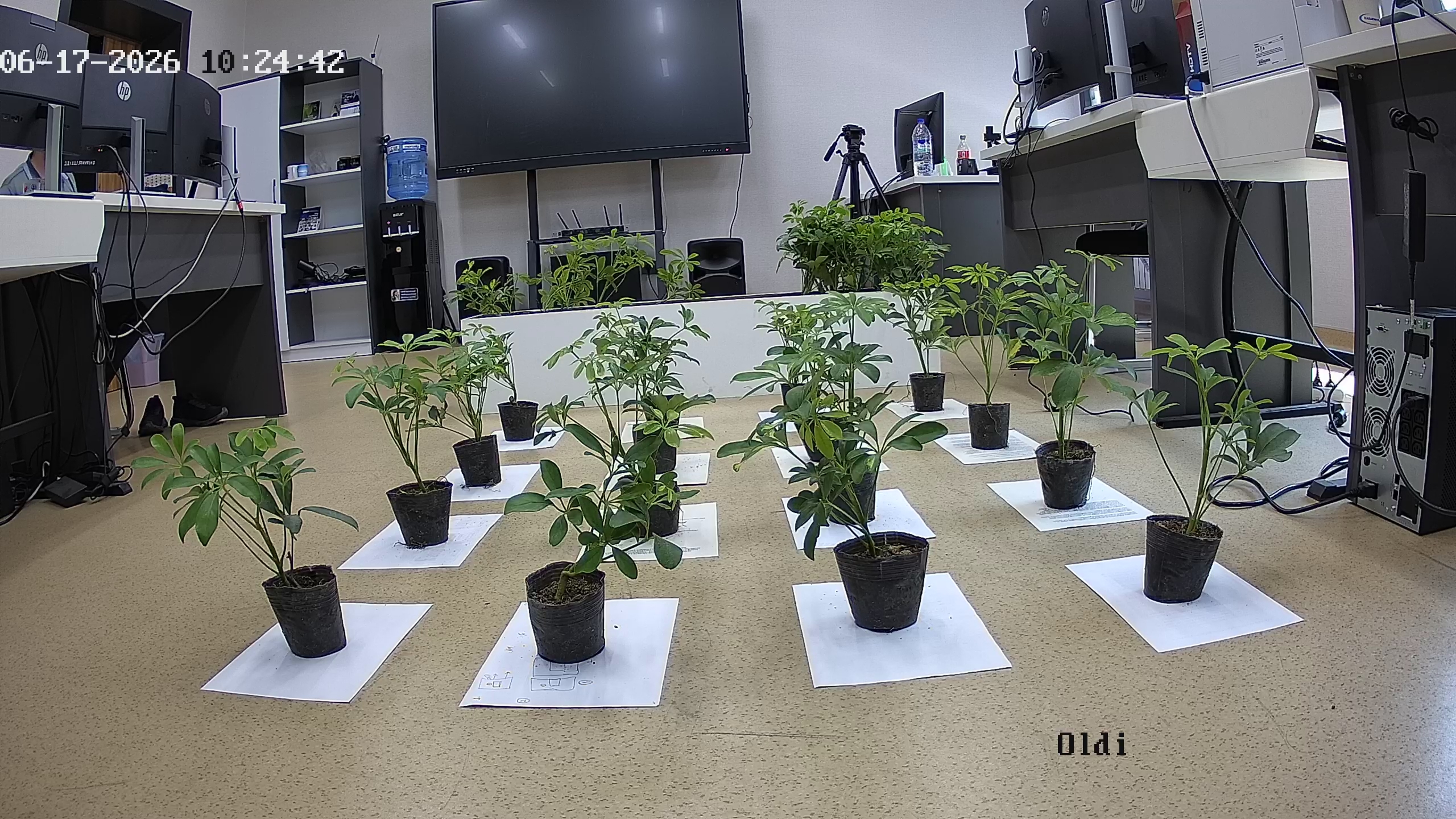 seedling_2026-06-17_10-25-13.jpg