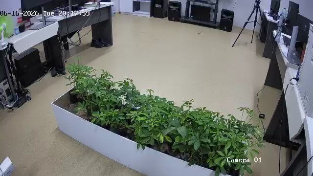 seedling_2026-06-16_20-18-45.jpg