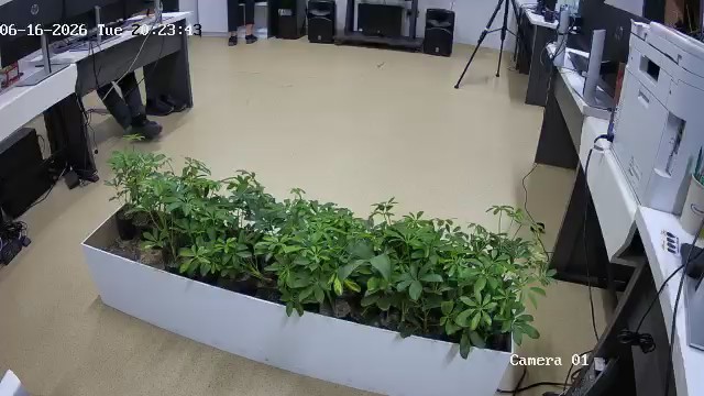 seedling_2026-06-16_20-23-53.jpg